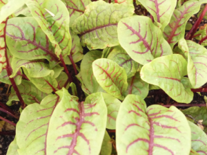 Read more about the article Ketogene Ernährung