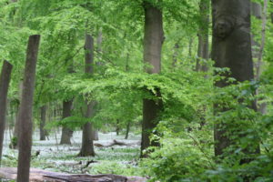 Read more about the article Spiritualität