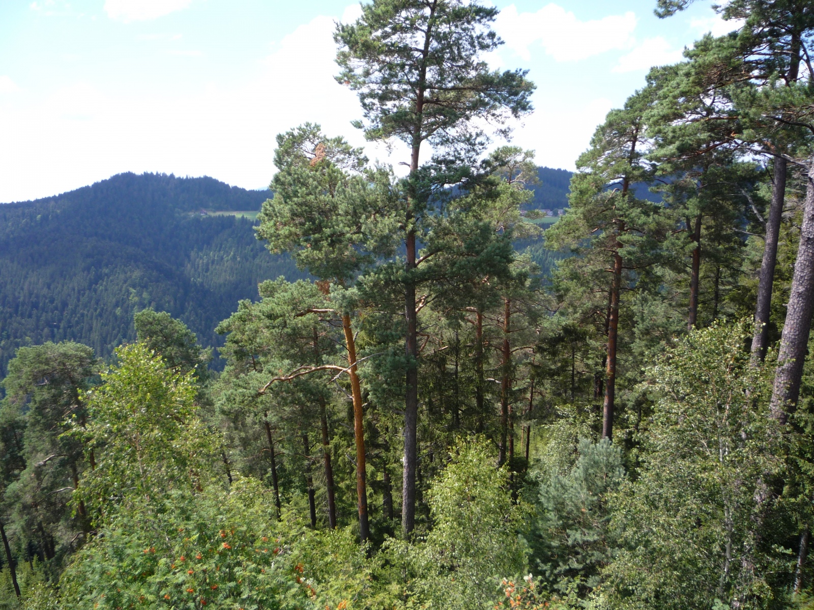 Berg-Wald